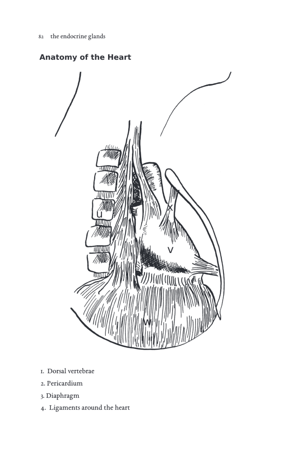 Endocrine Glands and Your Health, The
